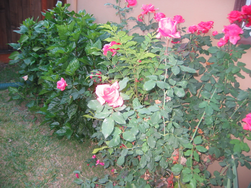 IMG_0092.JPG
