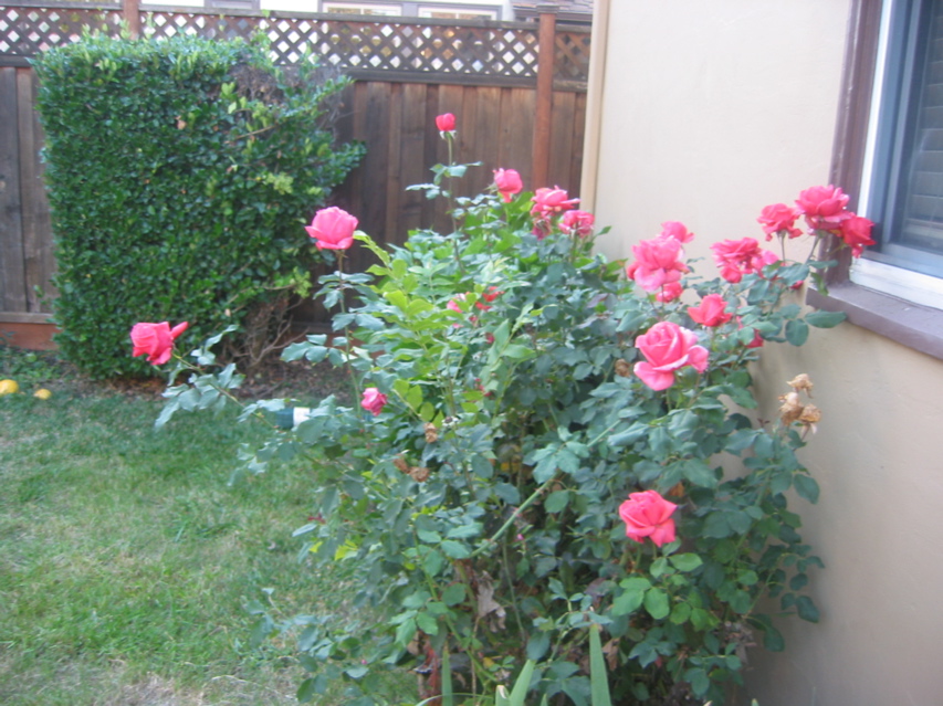 IMG_0096.JPG