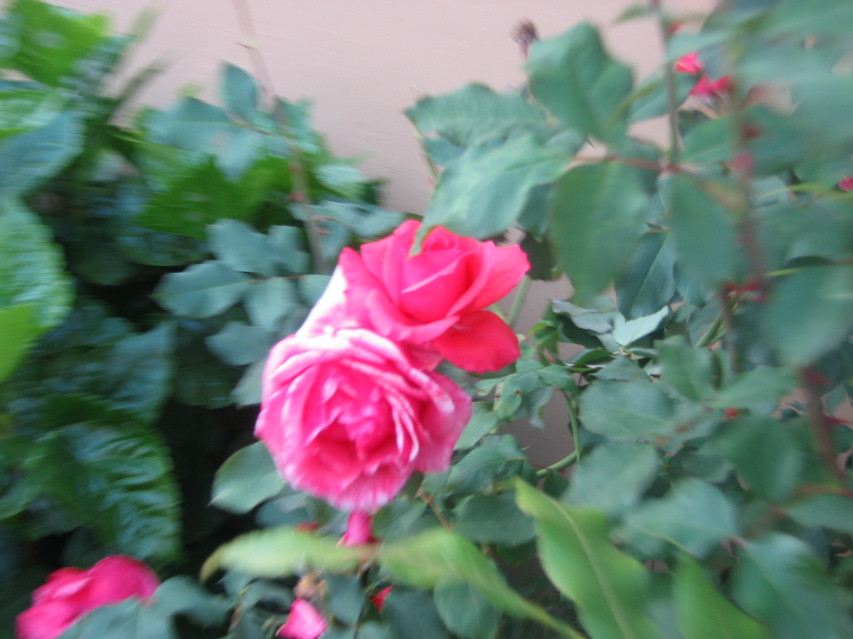 IMG_0110.JPG
