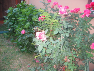 IMG_0092.JPG
