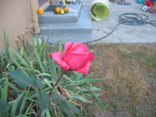 IMG_0098.JPG