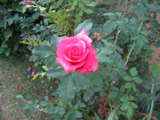 IMG_0101.JPG
