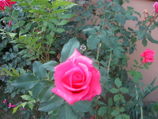 IMG_0104.JPG