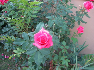 IMG_0107.JPG
