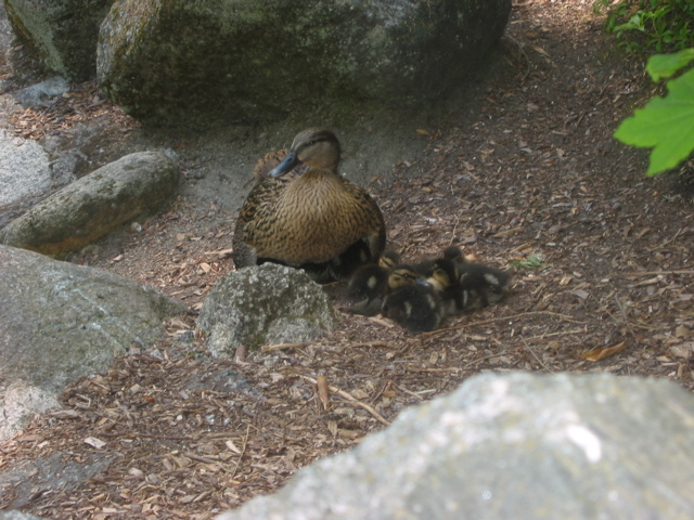 IMG_6456.JPG