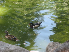 IMG_6455.JPG